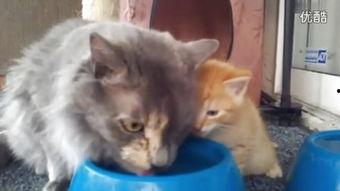 动感之星猫咪视频