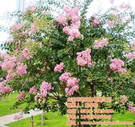 紫薇树主干修剪视频,紫薇树主干修剪技巧解析