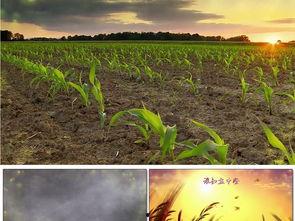 锄禾舞蹈视频大全,舞动田野，感受农耕文化魅力