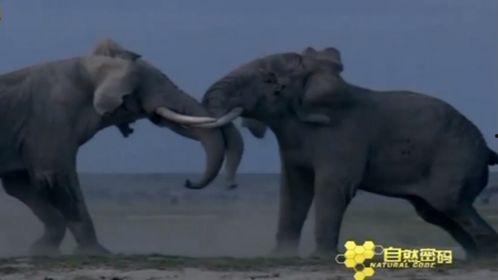 大象怎么交配视频,自然界的浪漫奇观