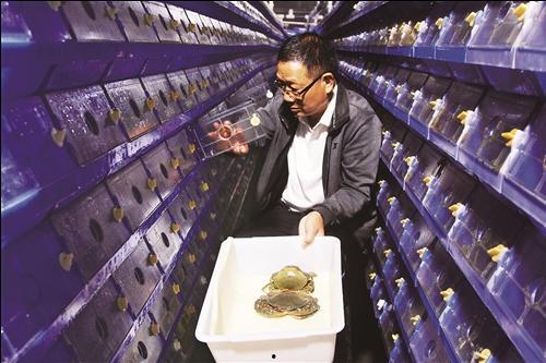 青蟹笼养视频,视频带你走进高效养殖世界